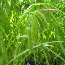 Image result for Cyperus longicarpus