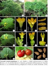 Image result for Cucumis maderaspatanus