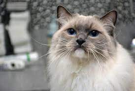 Jetzt eine riesige auswahl an gebrauchtmaschinen von zertifizierten händlern entdecken Memphis Tn Pet End Of Life Care Eastgate Animal Clinic Memphis Tn