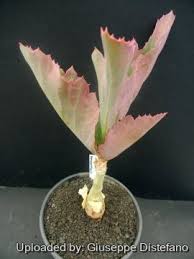 Image result for Cyphostemma tenuissimum