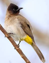 Common Garden Birds Of South Africa Pin By Shanazal Missreverie On Bulbul Bulbul South African Birds Pet Birds