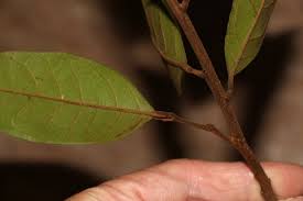 Image result for Ellipanthus