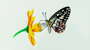 Check spelling or type a new query. How To Draw A Realistic Butterfly By Colour Pencil Step By Step Butterfly Drawing Pencils Art Youtube