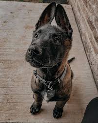 We did not find results for: Belgian Malinois Puppy Near Me