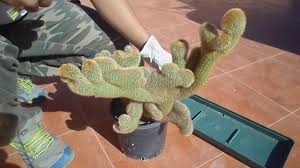 Water sparingly and place in bright, indirect. How To Grow Cactus From Cuttings Youtube