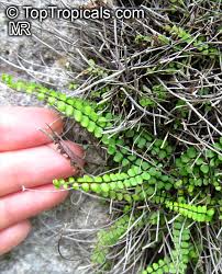 Image result for Trichomanes