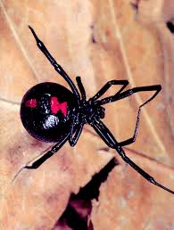 Because black widow spiders bite if they are disturbed, care should be taken in. Spiders Brown Recluse Black Widow And Other Common Spiders Oklahoma State University