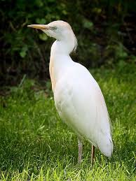 Cattle Egret Hawaii Imported By State Officials From Florida In The Late 1950s In An Attempt To Control Insect Pests On Bird Species Beautiful Birds Cattle