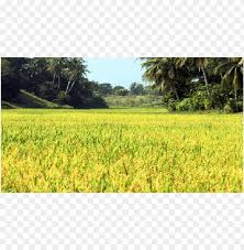 Kali ini pokmung cuba memburu ikan haruan di sawah padi, first time pokmung casting di sawah padi tapi dah ditimpa nasib. Sawah Padi Png Image With Transparent Background Toppng