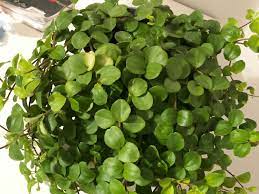 Peperomia make great houseplants, are low maintenance, and clean the air. Peperomia Rotundifolia Round Leaf Peperomia World Of Succulents