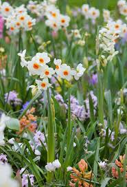 Daffodil Cragford Daffodils Spring Flowers Spring Bulbs