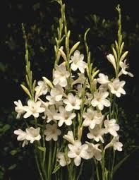 South africa has a fabulous array of indigenous flowers that enhances the country's natural beauty and diversity. Watsonia Is Yet Another South African Bulb That Thrives Here Withhold Summer Water Hole In Dormancy South African Flowers Bulbous Plants African Plants