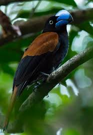 Image result for Vangueria vestita