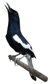 Download mewarnai gambar burung indonesia alamendah s blog. Kacer Kacer Stockbit Investasi Saham Bersama Komunitas Saham Terbesar Di Indonesia