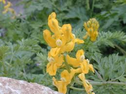 Image result for Corydalis