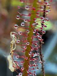 Image result for Genlisea margaretae