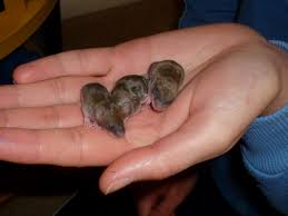 The newborn pups have far more energy and are now able to be active throughout the day. Baby Field Mouse