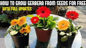 Some of the fastest growing flower seeds for science project include zinnias, marigolds, cosmos, dianthus, and nasturtiums. How To Grow Gerbera From Seeds For Free Full Information Youtube