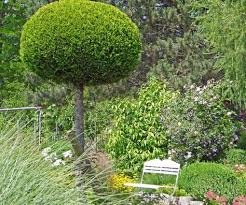 Hochstammchen Garten Vorgarten Pflanzen Und Kugelbaum