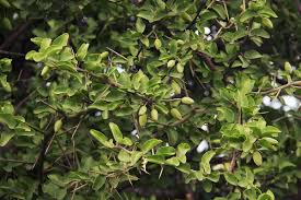 Image result for Balanitaceae