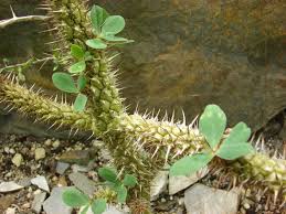 Image result for Euphorbia didiereoides