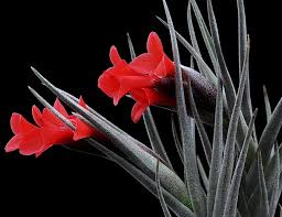 Image result for Albertisia exelliana