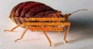 Provides pest control solutions for residential and commercial clients. Natural Pest Control Services Englewood Cliffs Nj 7632