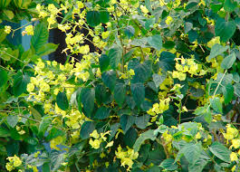 Image result for Holmskioldia