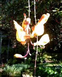 Image result for Thunbergia mysorensis