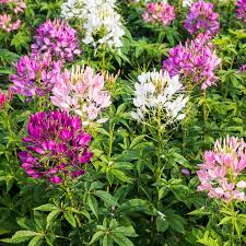 Image result for Cleome