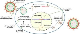 Image result for HTLV1