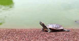 Image result for turtle