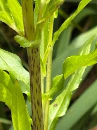 Image result for Pycreus niger