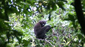 New Skywalker Gibbon Named For Star Wars Hero Gibbon Star Wars Inspired Primates