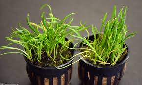 Types of carpet grass for aquarium. Micro Sword Plant Care Carpet Grass Lighting Algae