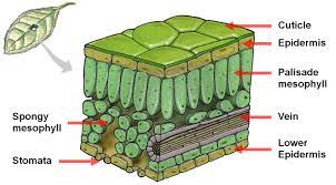 We did not find results for: Biochemistry Cross Section Of A Leaf Basic Pathwayz