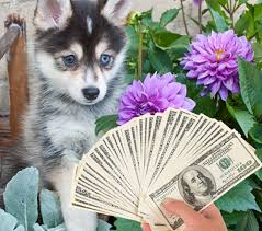 The pomsky dog or husky pomeranian mix is a mixed breed between the pomeranian and the siberian husky. Pomeranian Husky Pomsky Breeders Photos Puppies Information