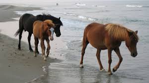 Wild horses roaming north carolina's barrier islands will ride out hurricane florence, depending on instincts whetted over centuries to survive. Wild Horses Of The Outer Banks Have A Special Trick To Survive Hurricanes Cnn