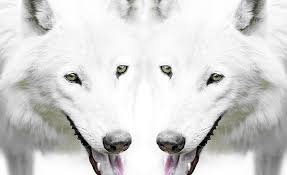 Find the best 4k black wallpaper on getwallpapers. Wolf Two White Wolves Aero White Wolf White Wolf Hd Wallpaper Wallpaperbetter