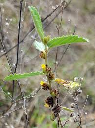 Image result for Waltheria indica