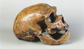Ancient case of disease spillover discovered in Neanderthal man who got  sick butchering raw meat – Boston News, Weather, Sports | WHDH 7News