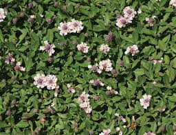 Image result for Lippia