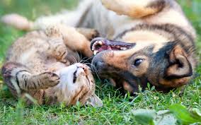 ‪Introducing Dogs to Cats - American Humane Society‬‏
