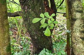 Image result for Searsia rehmanniana