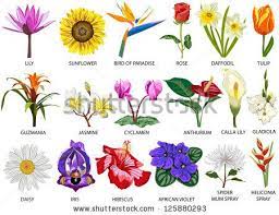Vector Images Illustrations And Cliparts 18 Species Of Colorful Flowers Flower Images With Name Flower Names Types Of Flowers