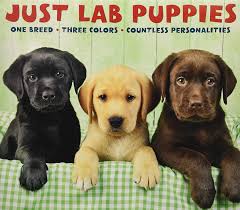 Review how much labrador retriever puppies for sale sell for below. Labrador Retriever Puppies For Adoption Home Facebook