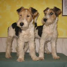 Image result for foxterier drsnosrstý