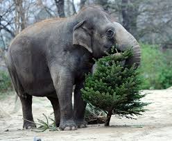 Ever Year After Christmas Handlers At The Zoologischer Garten Zoo In Berlin Germany Feed Their Elephants Discarded Chr Elephants Photos Animals Cute Animals
