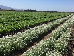 Global resources chemical sprayers have been used by clients worldwide for a wide variety of applications. How Vegetable Growers Can Get Ahead Of Upcoming Pesticide Regulations