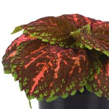 Image result for Coleus sylvestris